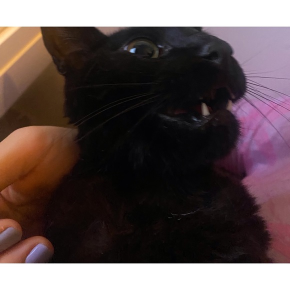 Meet your Posher, Elliot - Picture 6 of 7